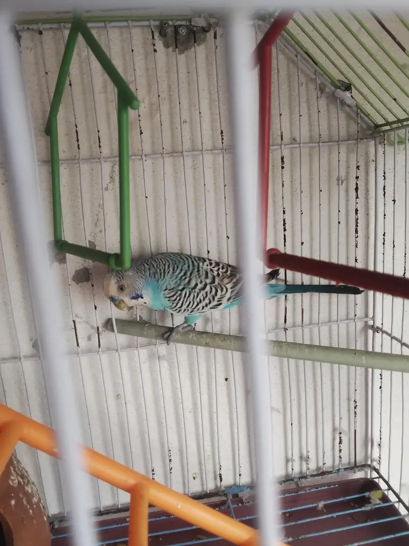 usmani colour green — photo 2