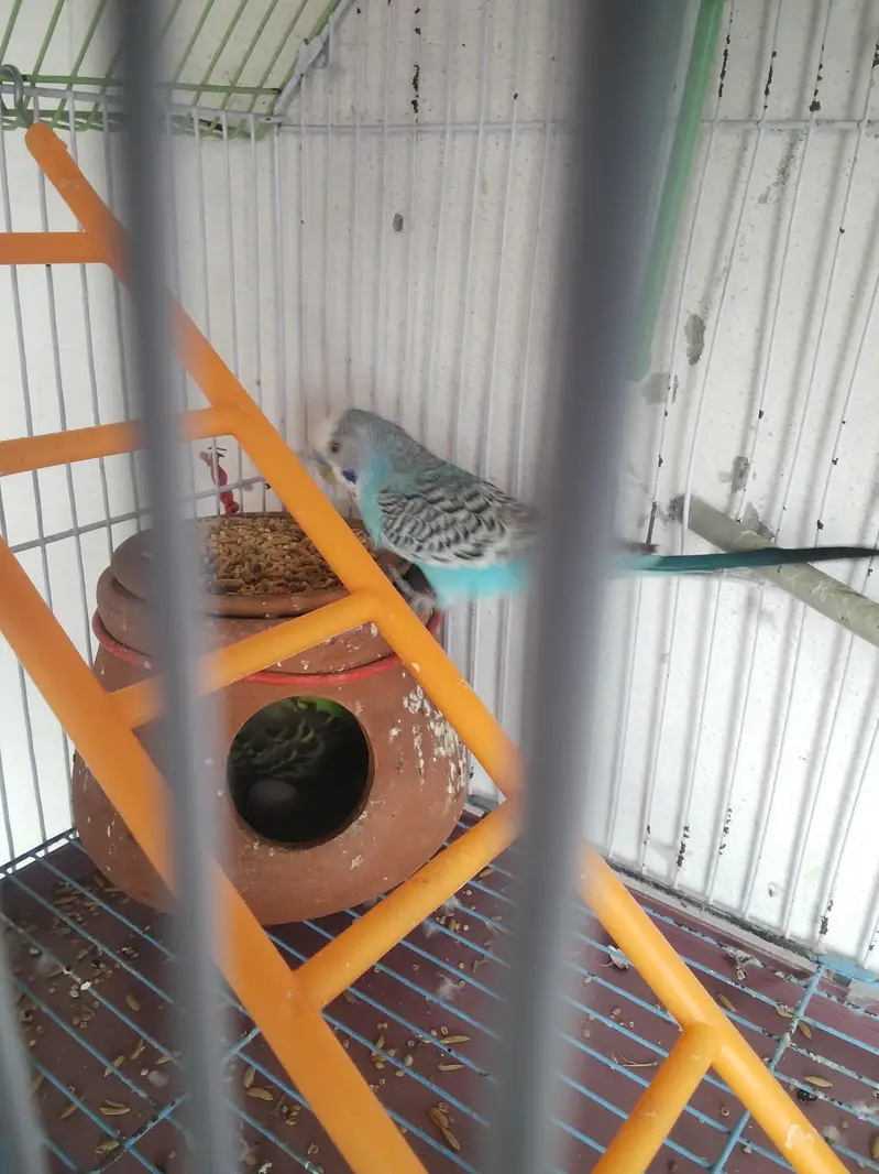 usmani colour green — photo 3