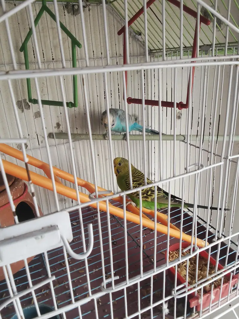 usmani colour green — photo 4