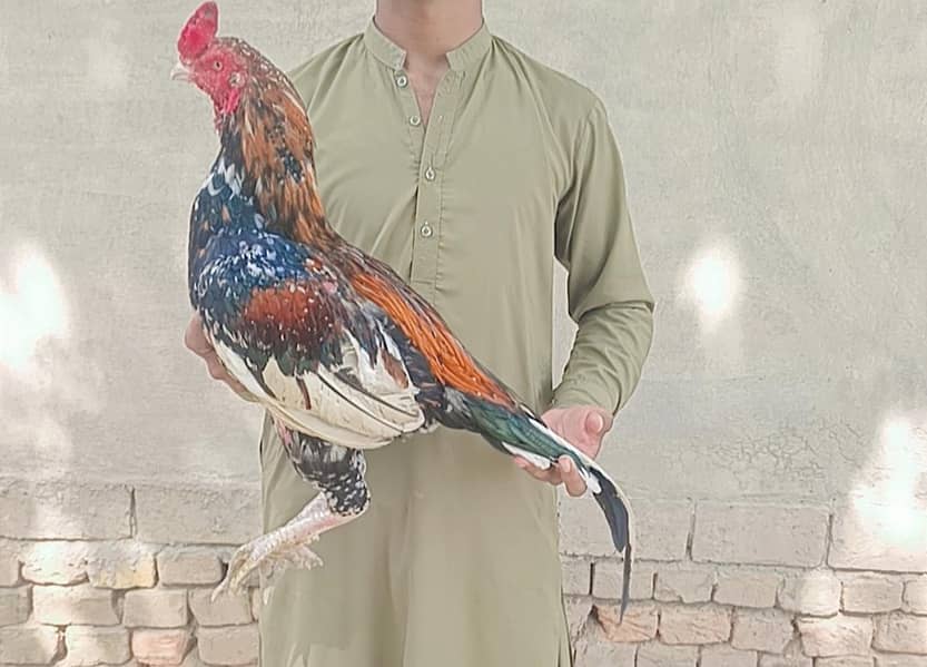High quality bird 0