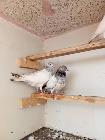 breeder jora for sale petha