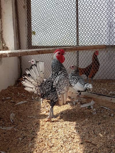 Silver Sebright/Golden Sebrights /Cochin/Heera/Hens /Fertile eggs