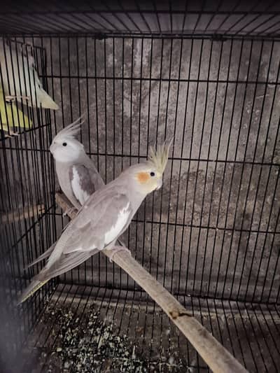 Cocktail pair eno pied and pied