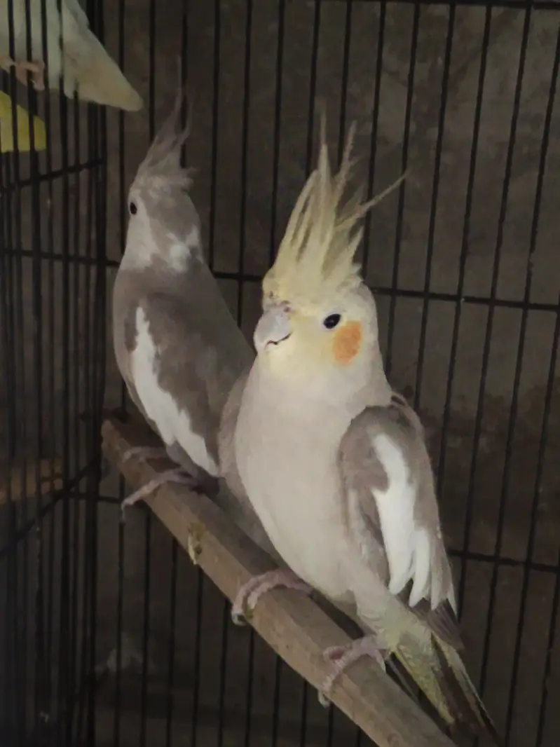 Cocktail pair eno pied and pied — photo 3