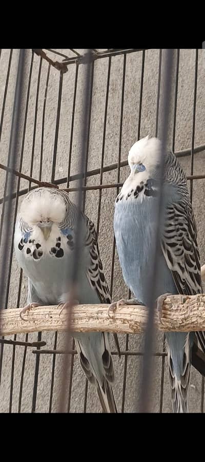 exhibition pair healthy and active preeder pair and firtile