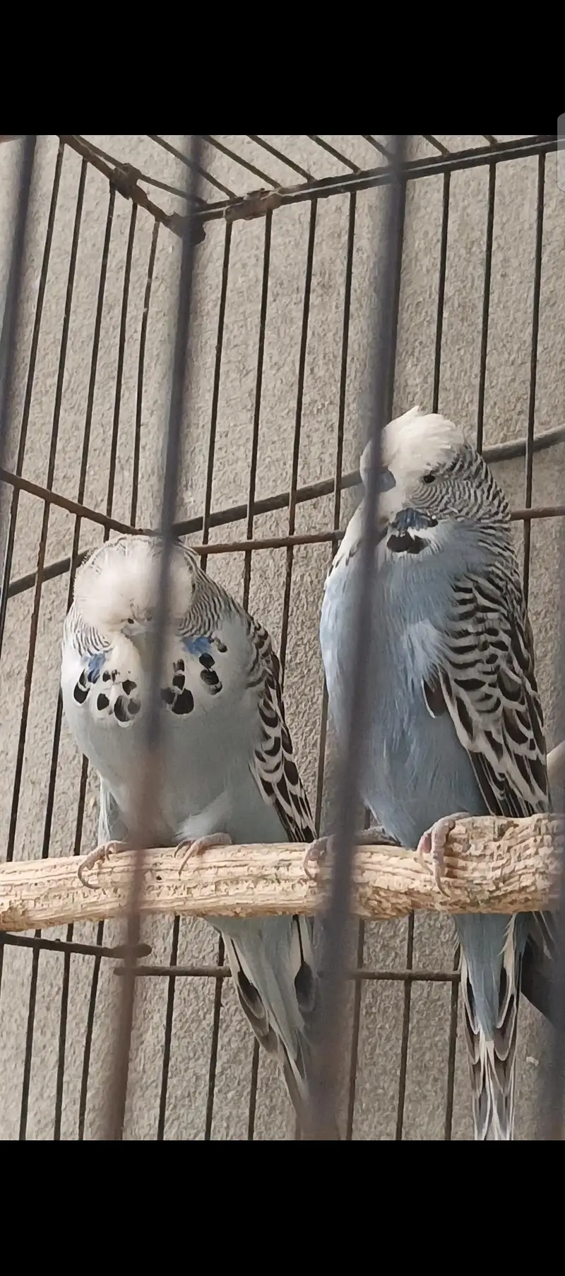 exhibition pair healthy and active preeder pair and firtile — photo 2
