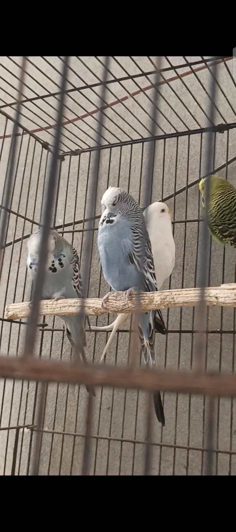 exhibition pair healthy and active preeder pair and firtile — photo 3