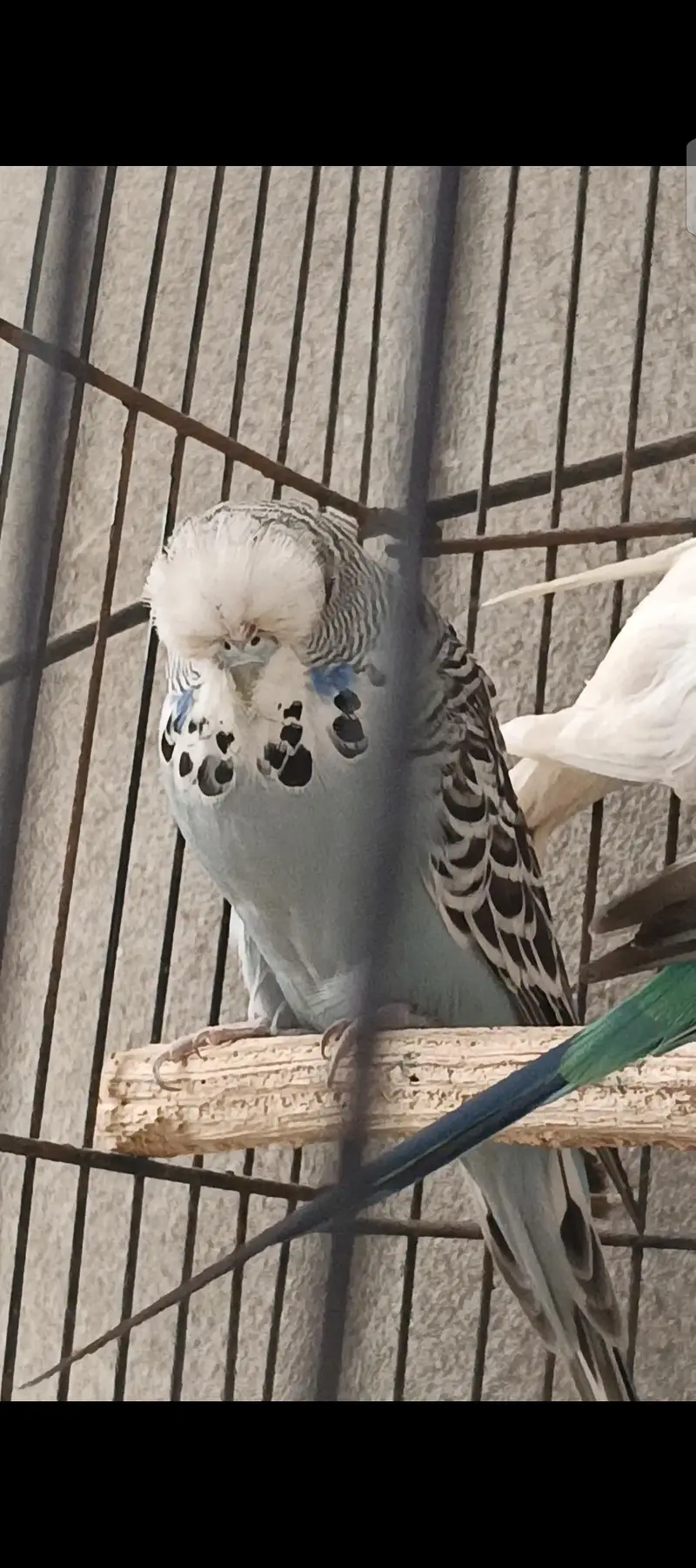 exhibition pair healthy and active preeder pair and firtile — photo 4