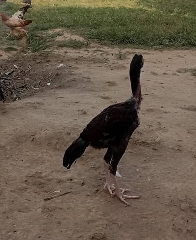 Mianwali aseel pair
