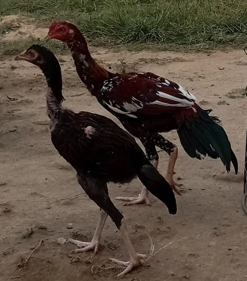 Mianwali aseel pair — photo 2