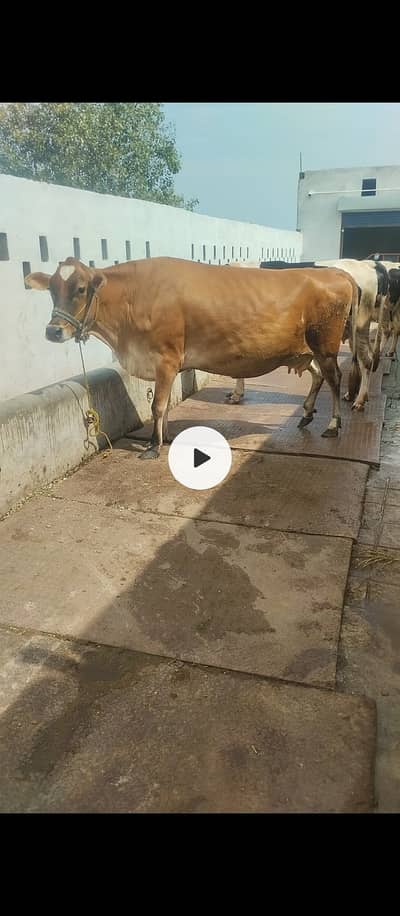 Jersey cow for sale in Jhelum