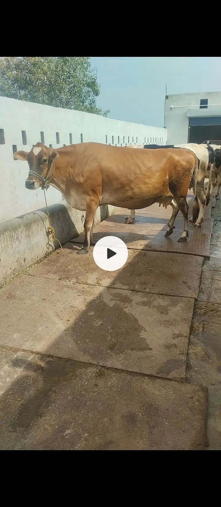 Jersey cow for sale in Jhelum