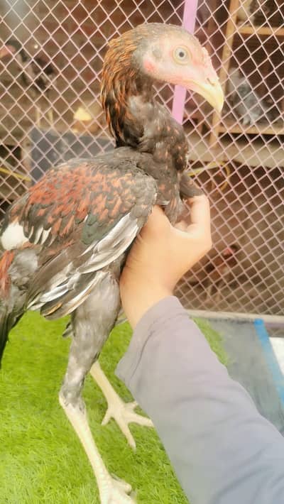 aseel birds