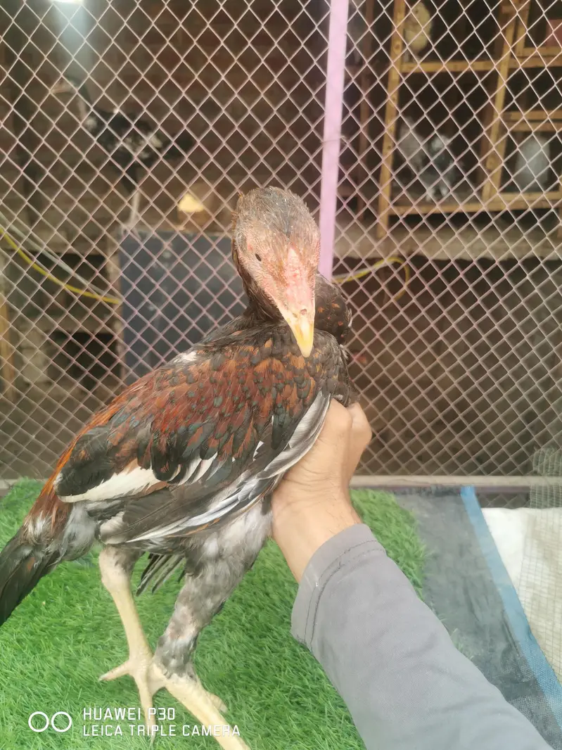 aseel birds — photo 3