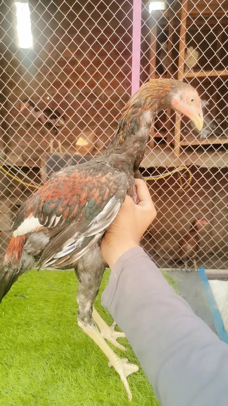 aseel birds — photo 4