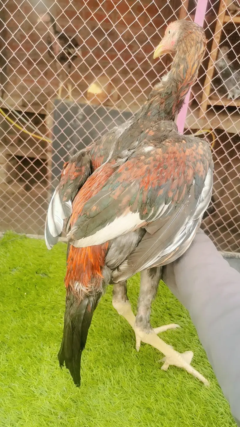 aseel birds — photo 5