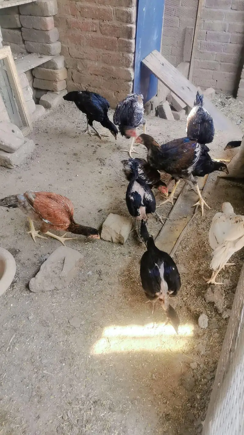 aseel birds — photo 6