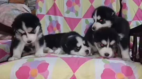 Husky Puppies