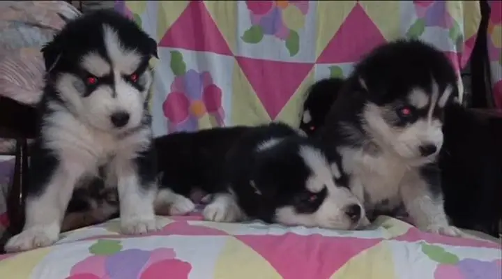 Husky Puppies — photo 2