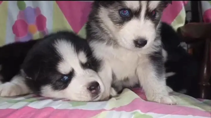 Husky Puppies — photo 3