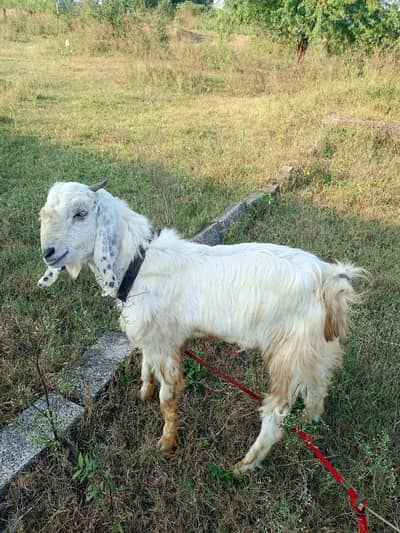 male for sale