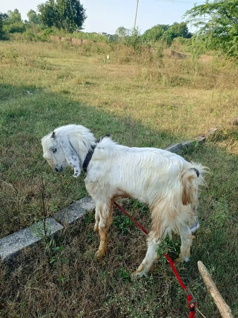 male for sale — photo 2