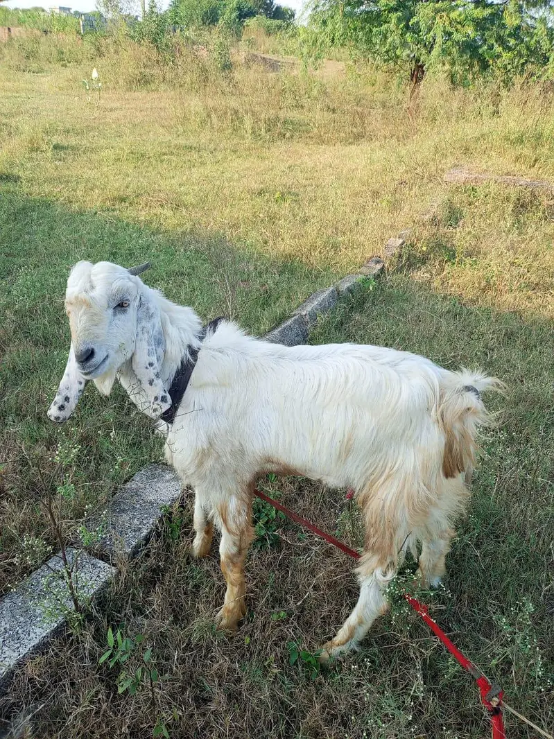 male for sale — photo 3