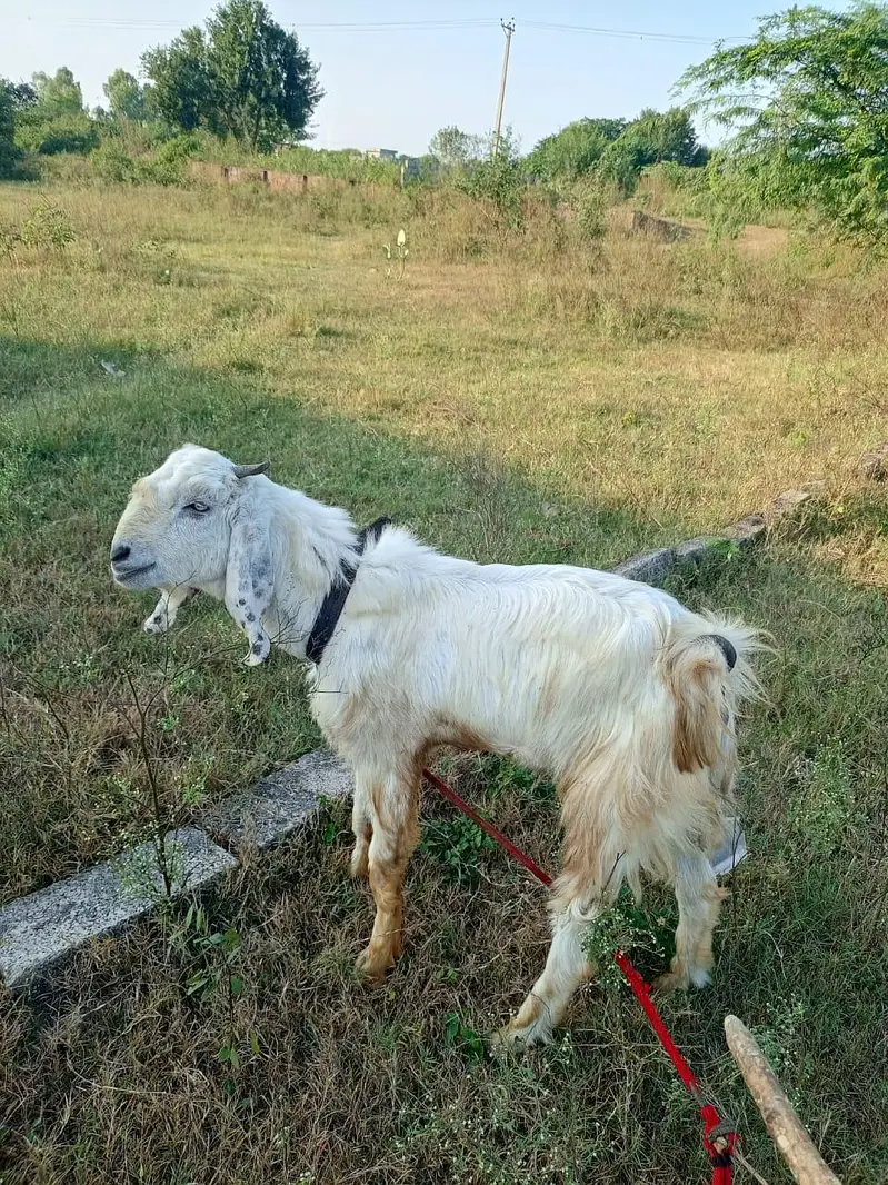 male for sale — photo 4
