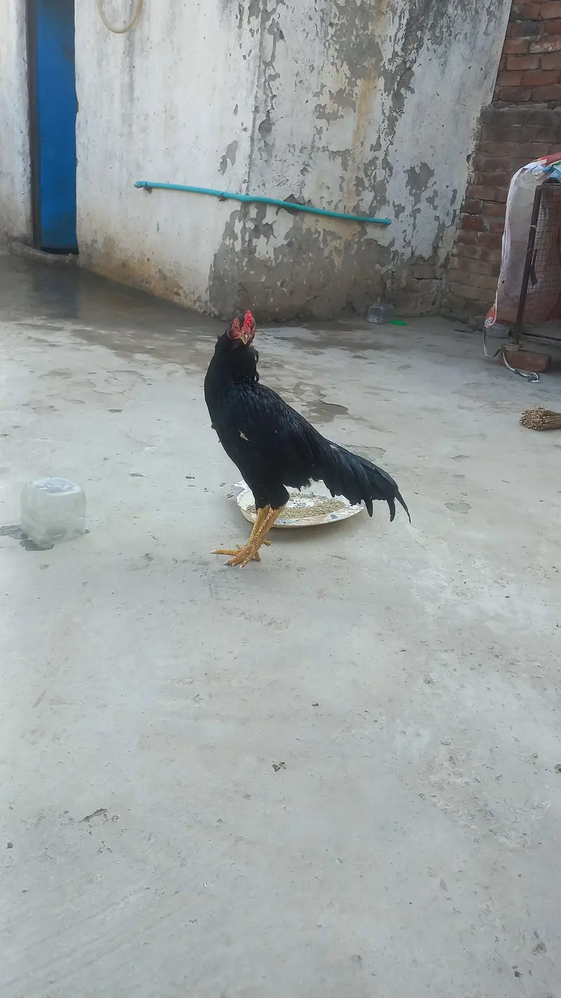 pure aseel moshka patha full tayar hai — photo 3