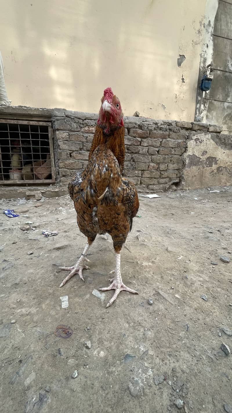 اصیل مرغا 0