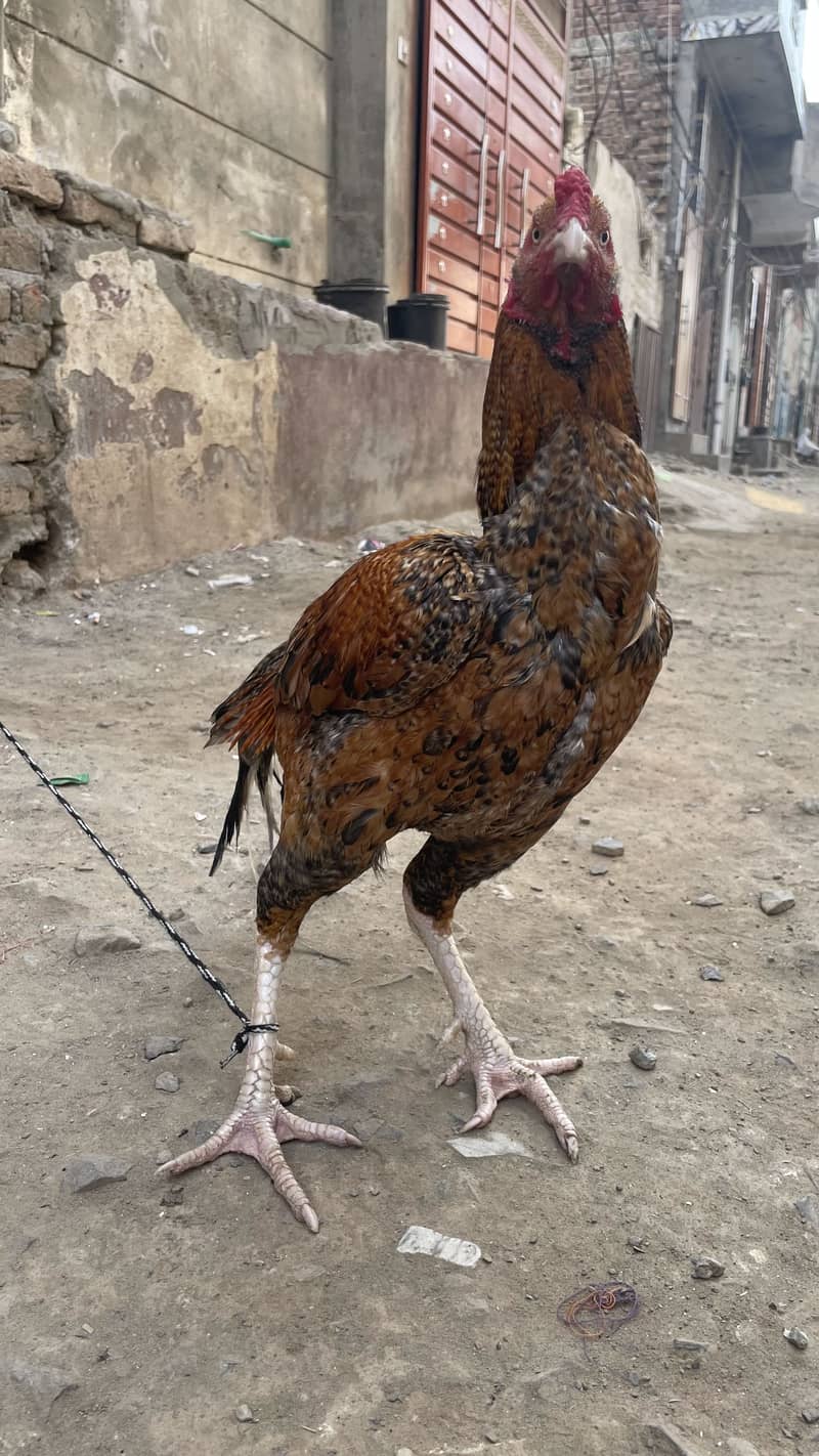 اصیل مرغا 1