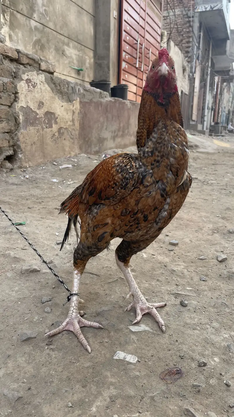 اصیل مرغا — photo 2