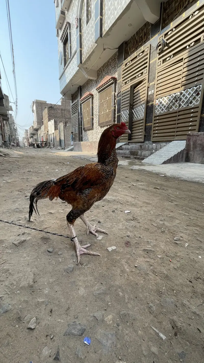 اصیل مرغا — photo 3