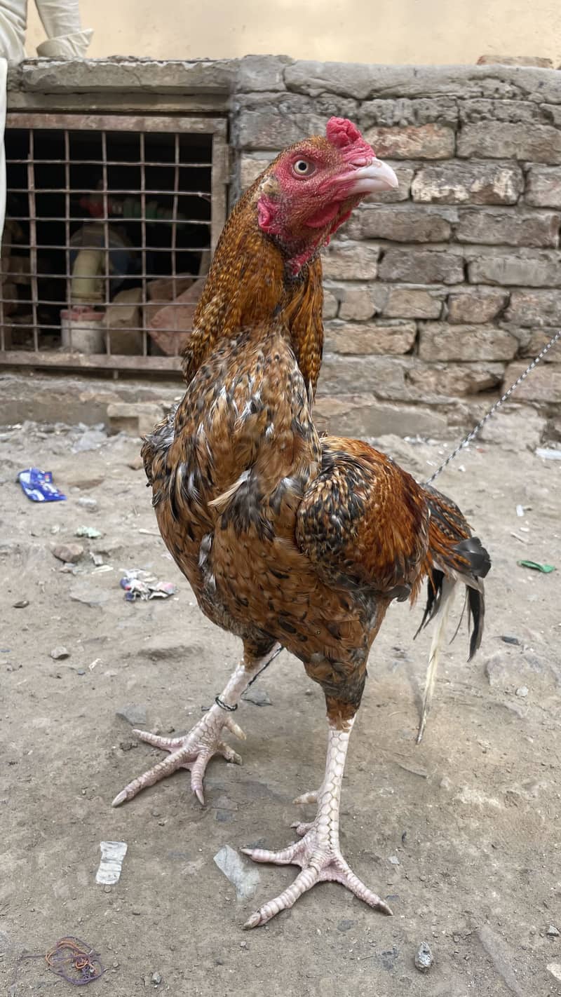 اصیل مرغا 3