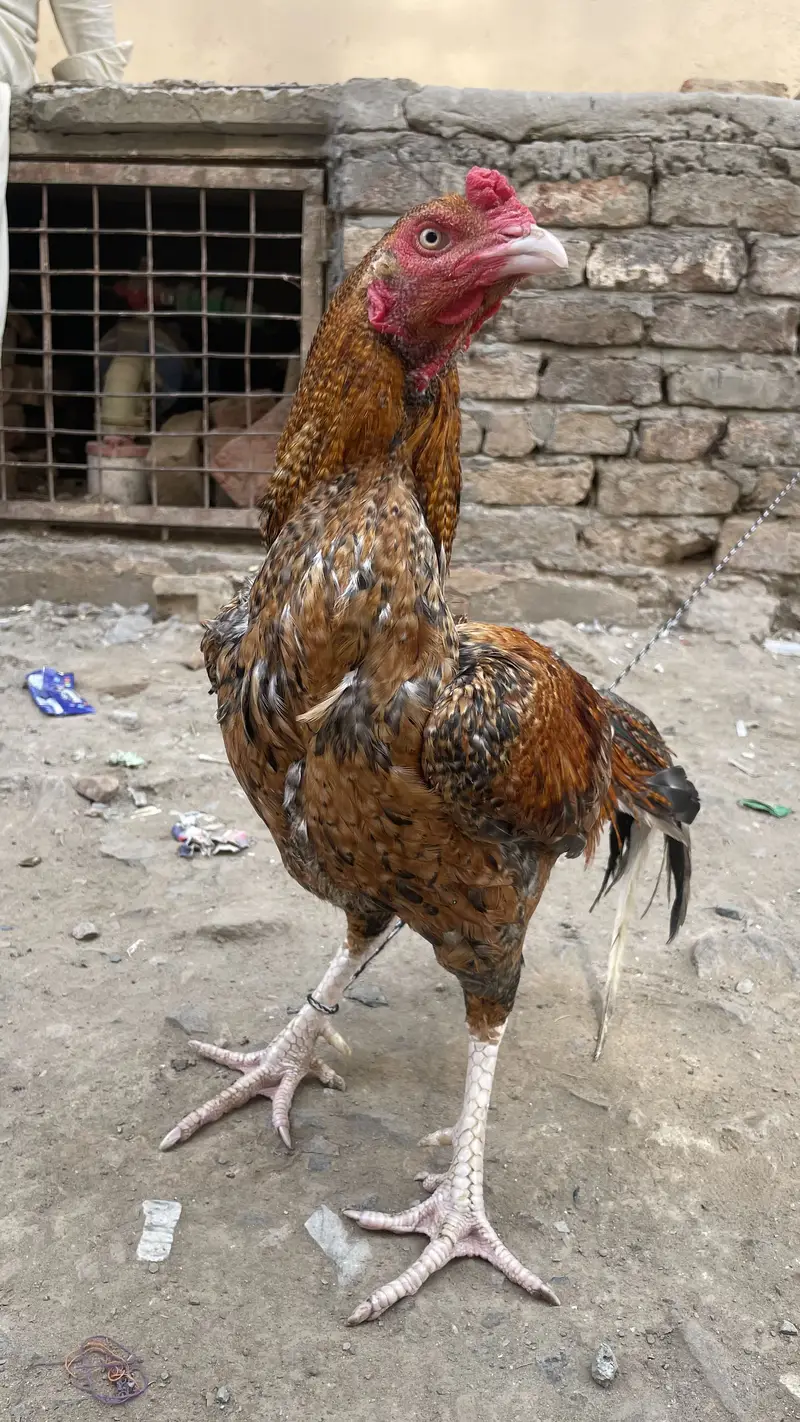 اصیل مرغا — photo 4