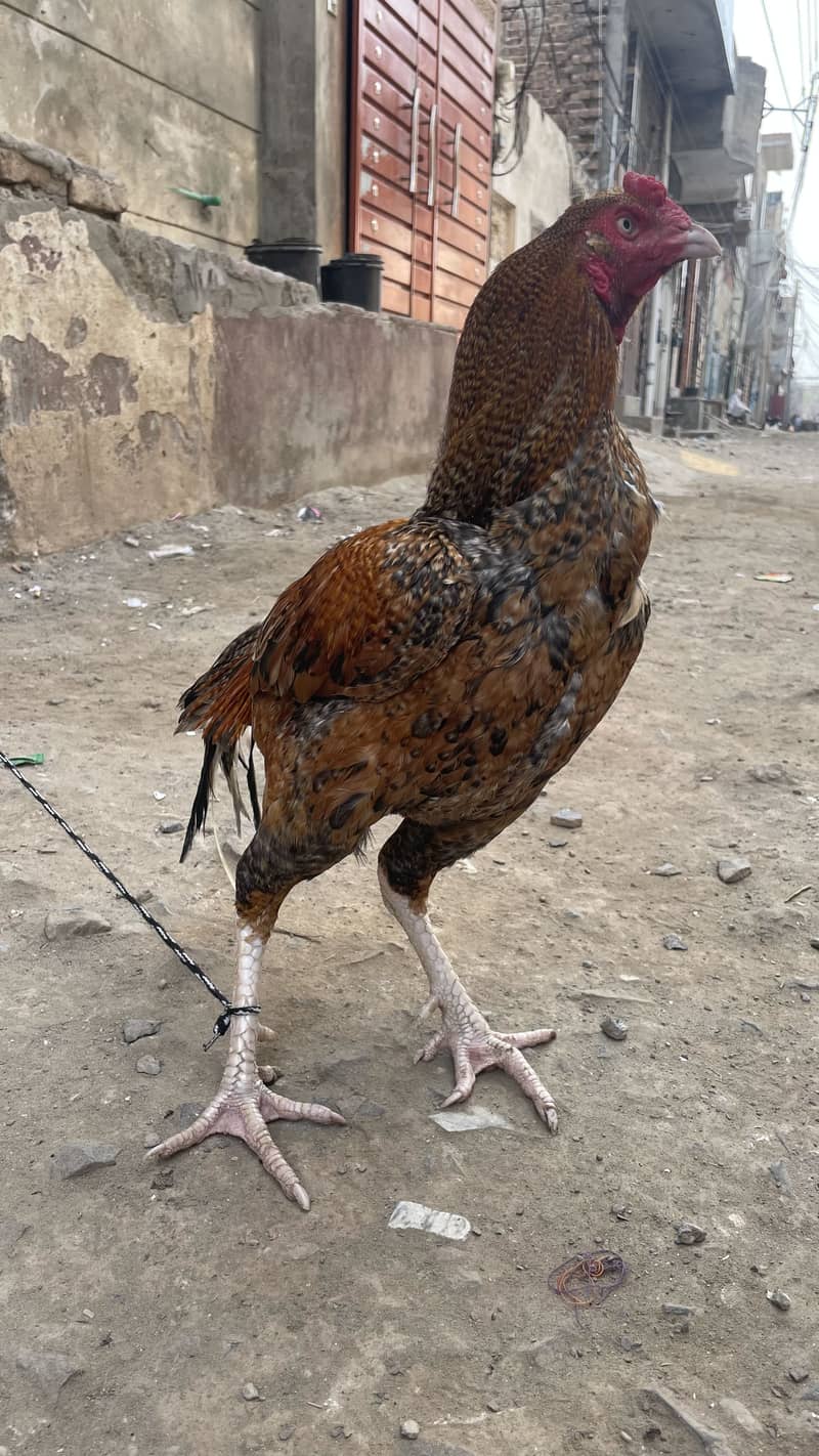 اصیل مرغا 4
