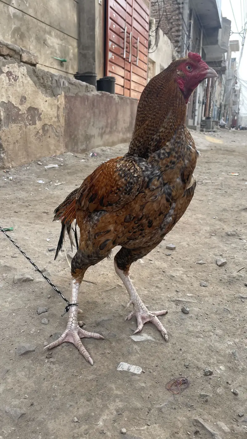 اصیل مرغا — photo 5