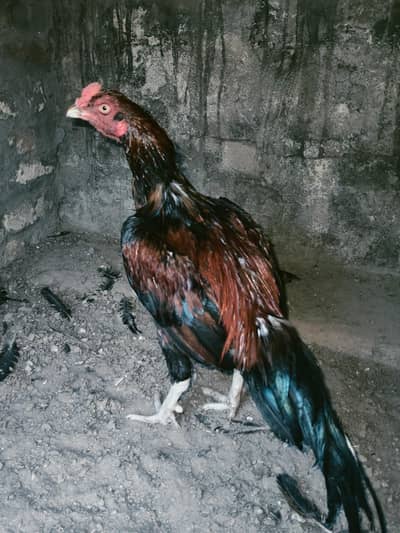 quality pattha for sale 03224527567