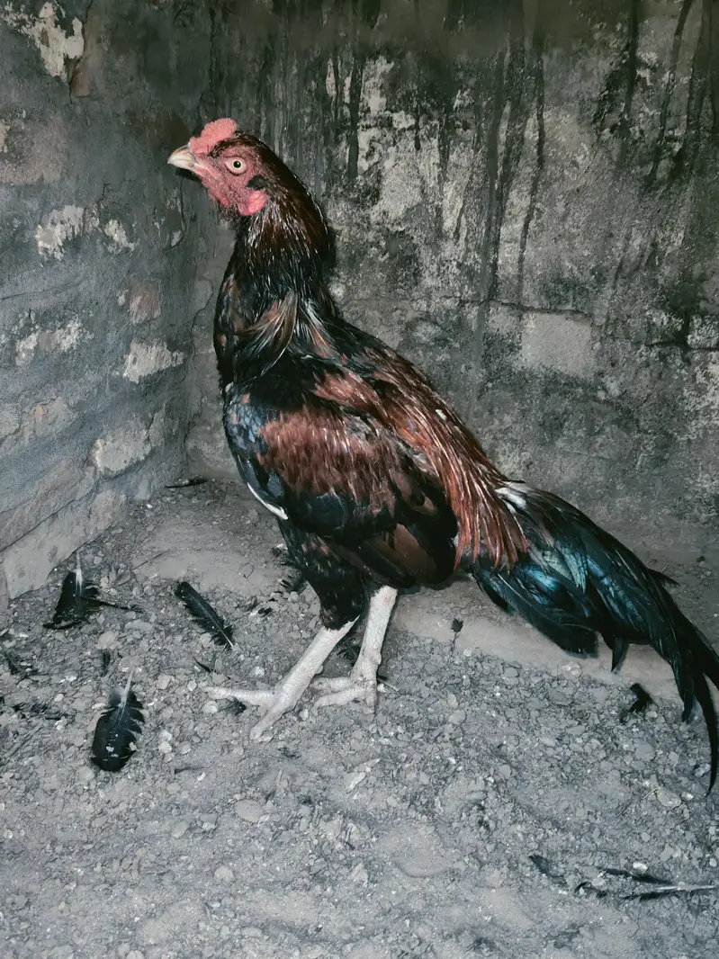 quality pattha for sale 03224527567 — photo 2