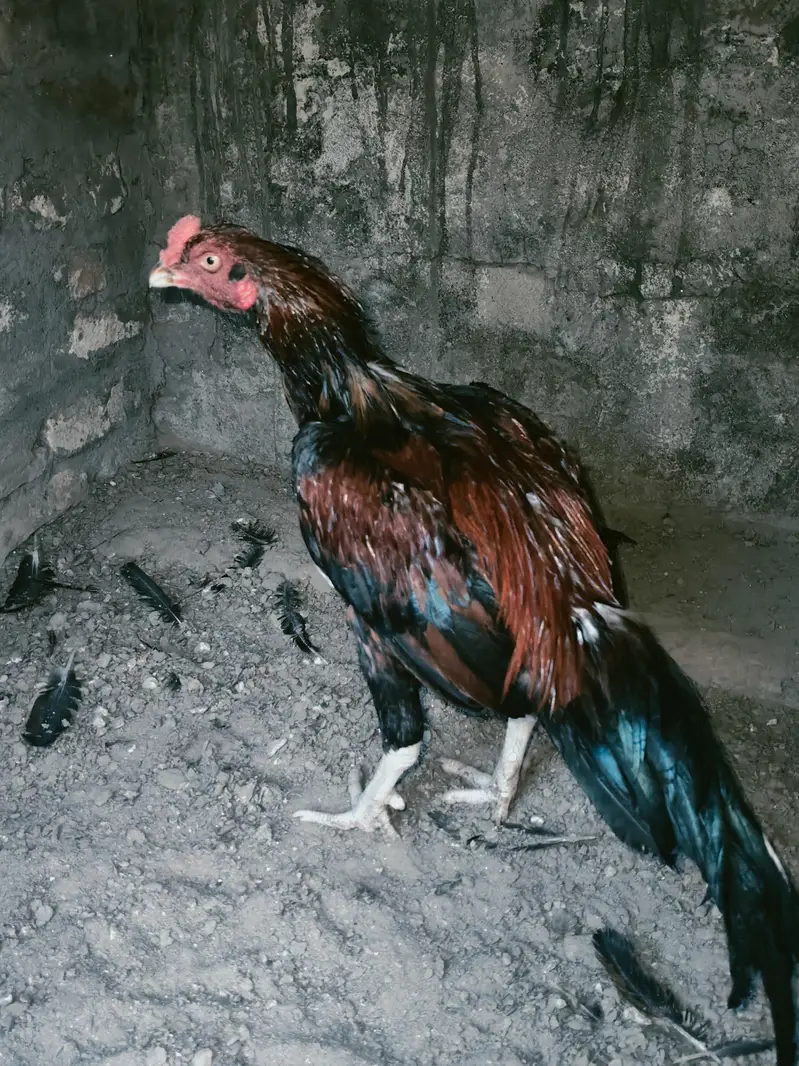quality pattha for sale 03224527567 — photo 3