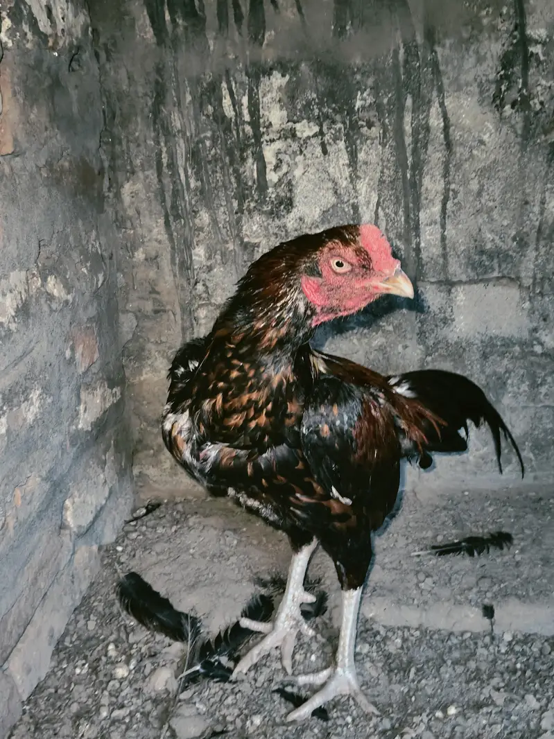 quality pattha for sale 03224527567 — photo 4