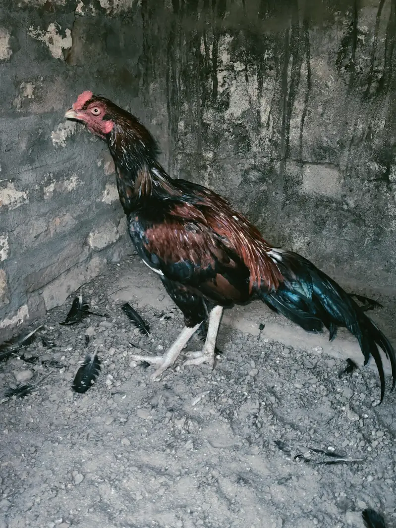 quality pattha for sale 03224527567 — photo 5