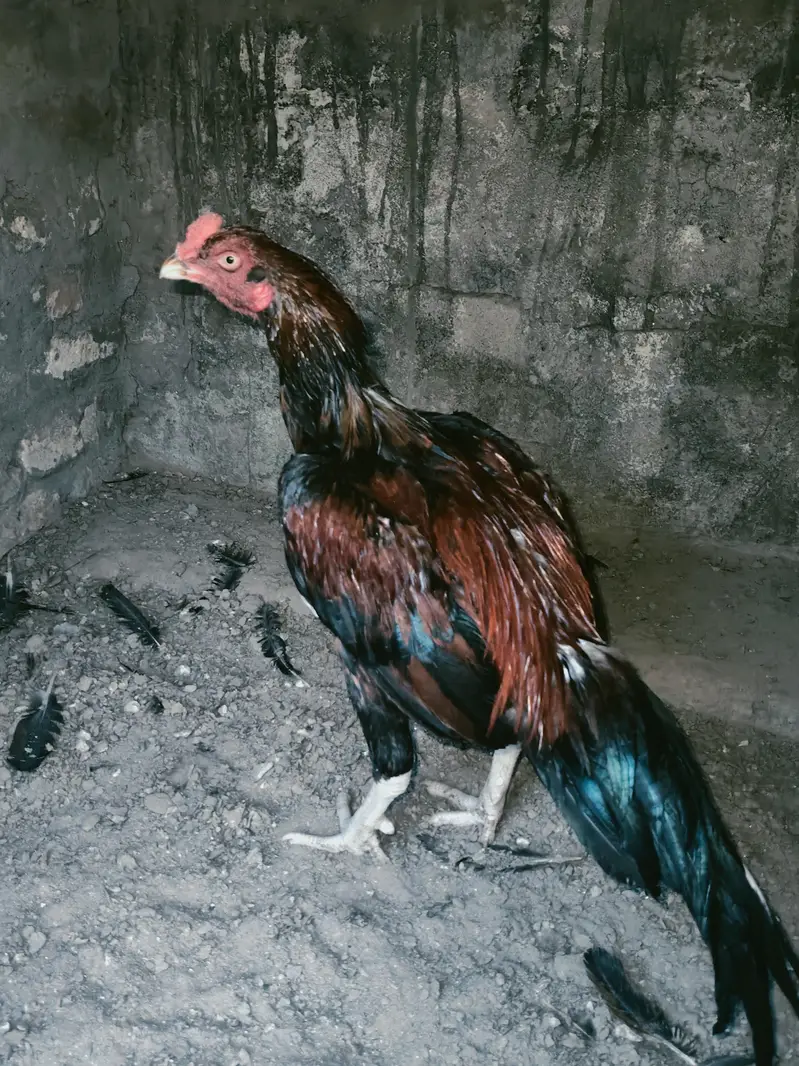 quality pattha for sale 03224527567 — photo 6