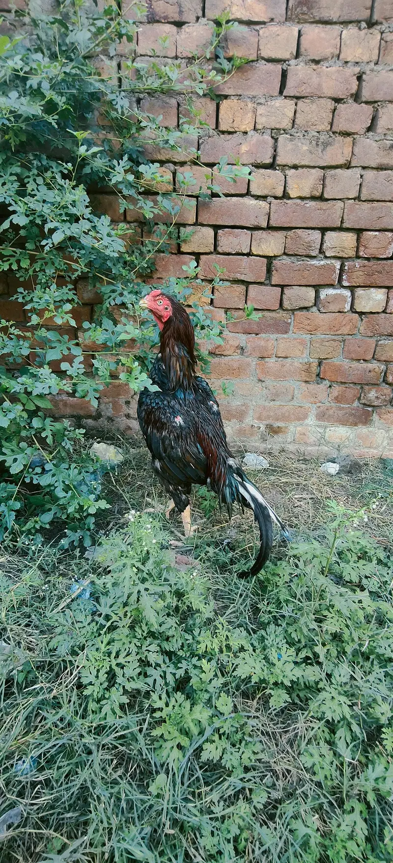 quality pattha for sale 03224527567 — photo 8