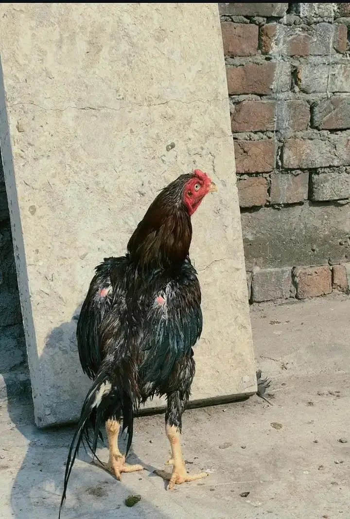 quality pattha for sale 03224527567 — photo 11