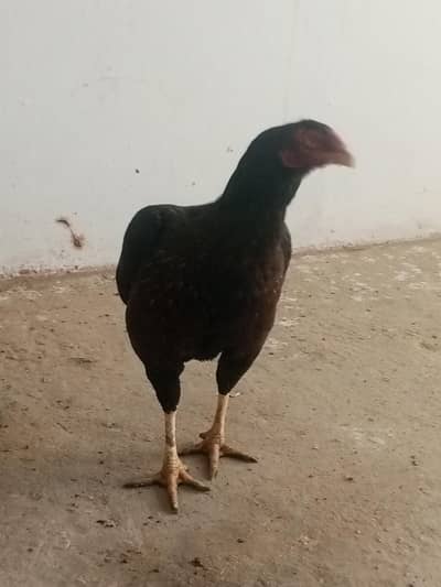 aseel kharri tahti Madi for sale