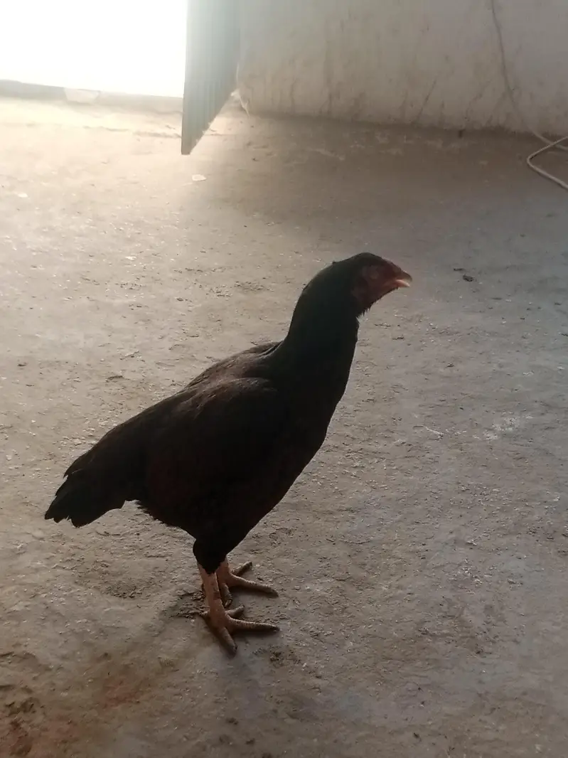 aseel kharri tahti Madi for sale — photo 2