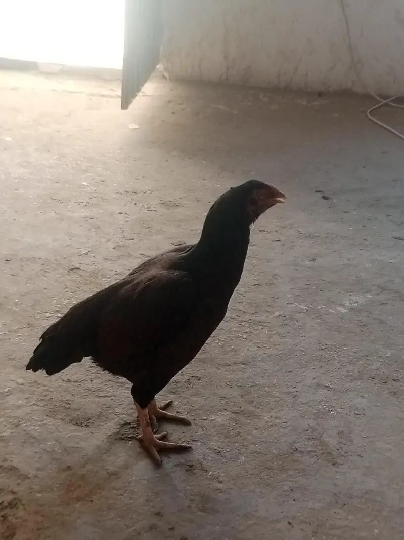 aseel kharri tahti Madi for sale — photo 4