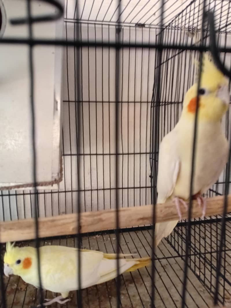cocktail breader pair 0