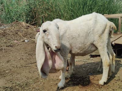 Ghaban Sheep For Sale